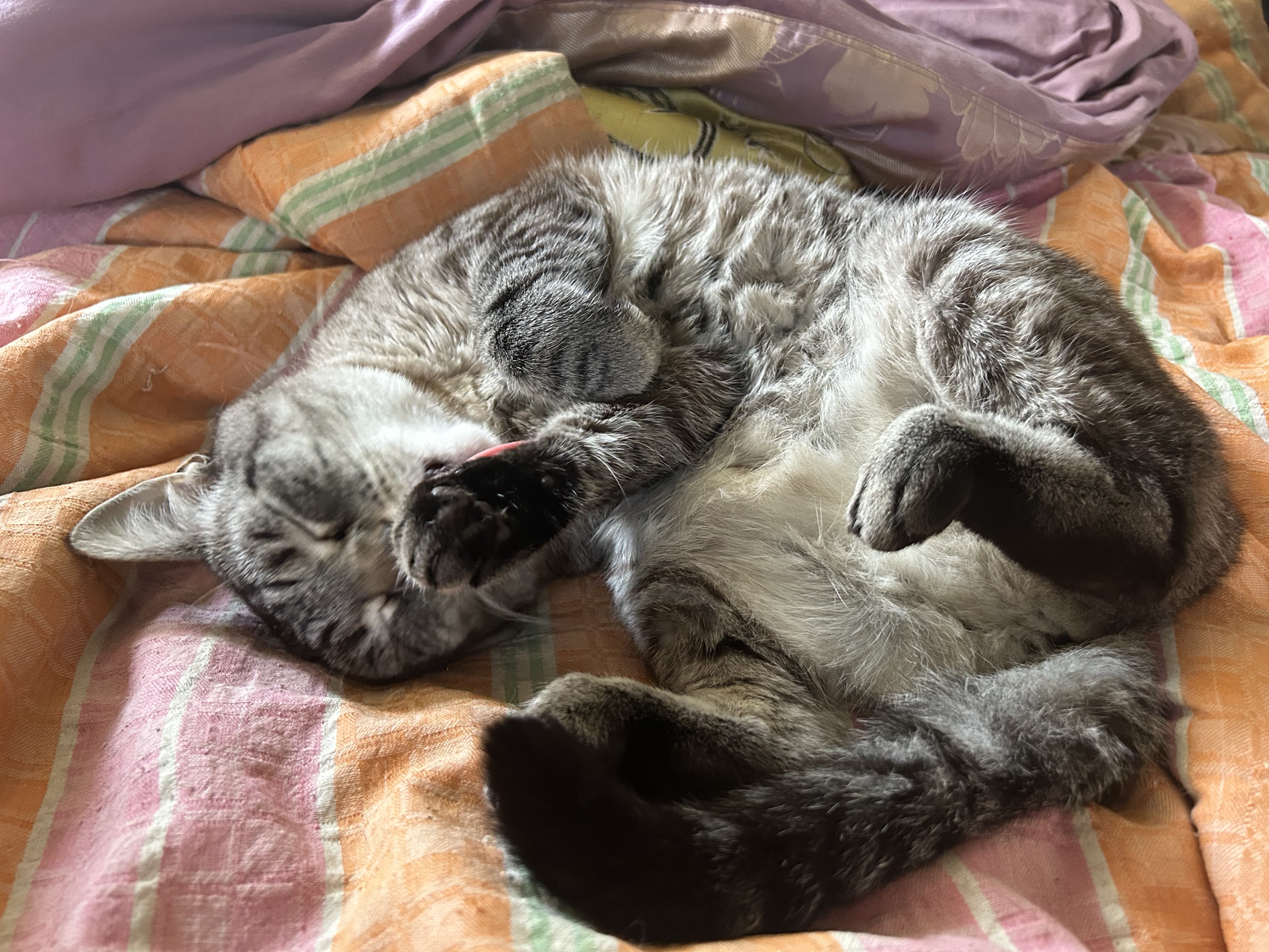 Mellow My Cat