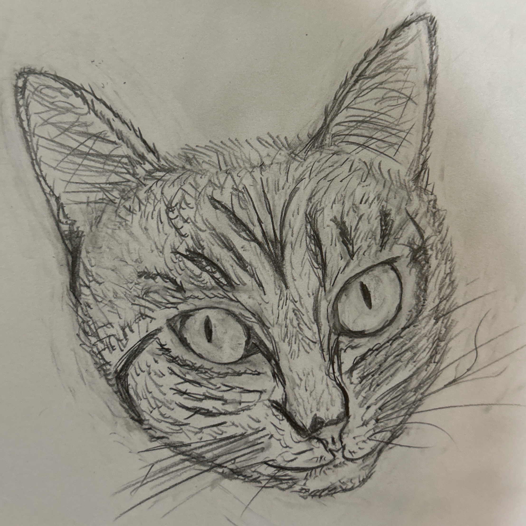 Drawing of my Cat